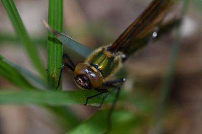 Cordulie bronzée 