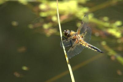 Libellule quadrimaculée 