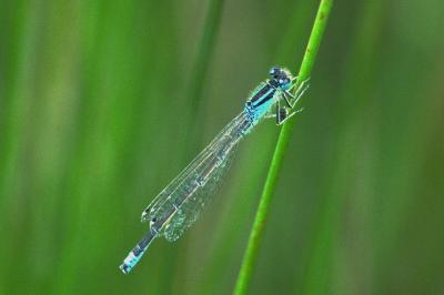 Agrion nain 