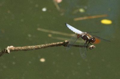 Libellule déprimée 