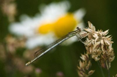 Agrion à larges pattes