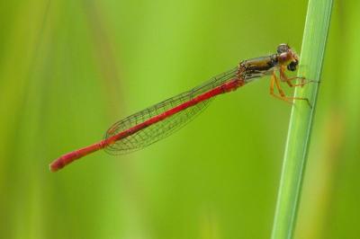 Agrion délicat