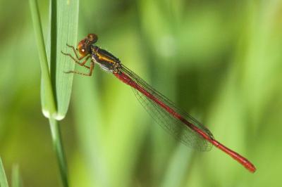Agrion délicat