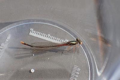 Agrion délicat