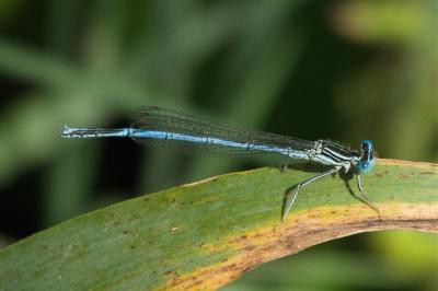 Agrion à larges pattes