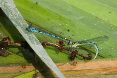 Agrion de Vander Linden