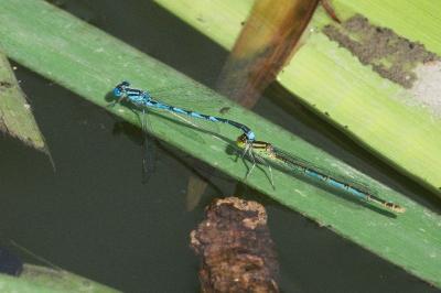 Agrion de Vander Linden
