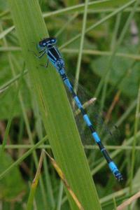 Agrion de Mercure