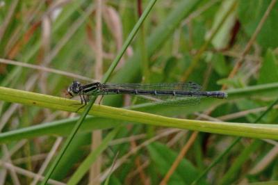 Agrion de Mercure