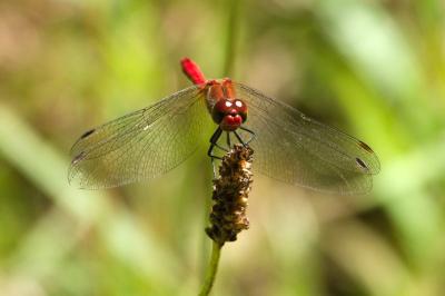 Sympetrum sanguineum