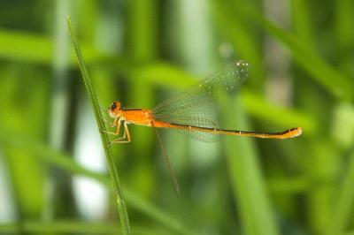 Agrion nain 