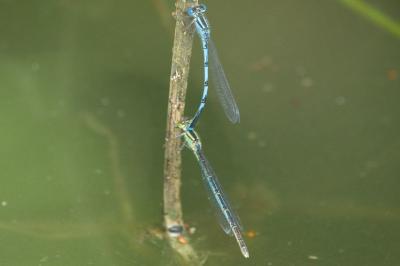 Agrion de Vander Linden