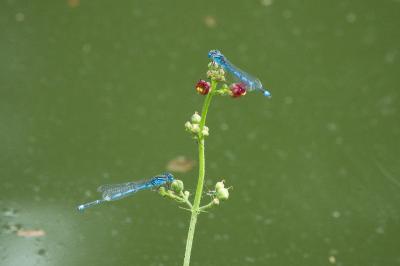 Agrion de Vander Linden