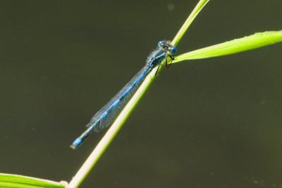 Agrion de Vander Linden