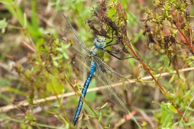 Anax empereur 