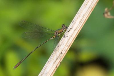 Leste vert