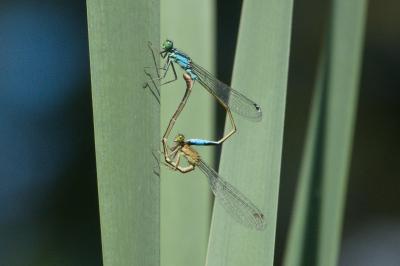 Agrion élégant
