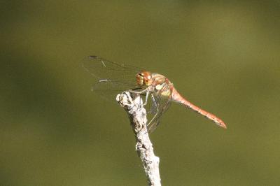 Sympetrum striolatum