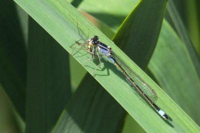 Agrion élégant