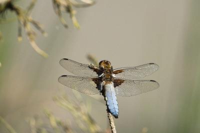 Libellule déprimée 