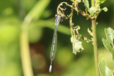Agrion jouvencelle
