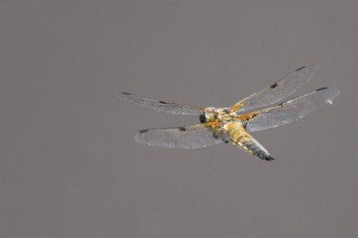 Libellule quadrimaculée 