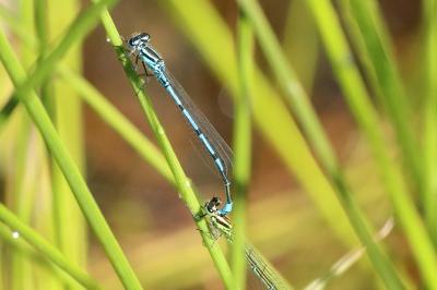 Agrion jouvencelle