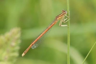 Agrion orangé