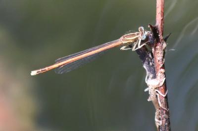Agrion orangé