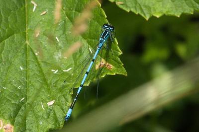 Agrion jouvencelle
