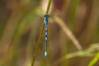 Agrion mignon 