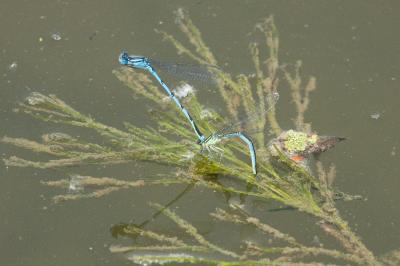 Agrion de Vander Linden