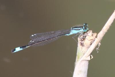 Agrion élégant