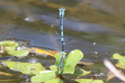Agrion de Vander Linden