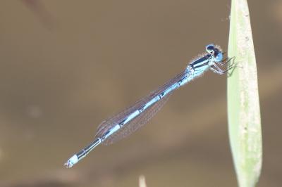 Agrion de Vander Linden
