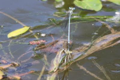 Agrion à larges pattes