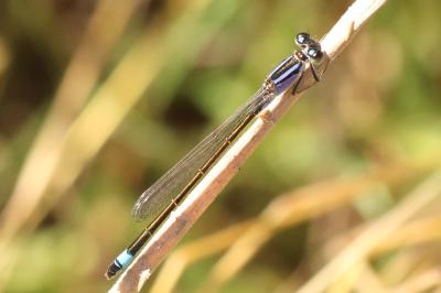 Agrion élégant