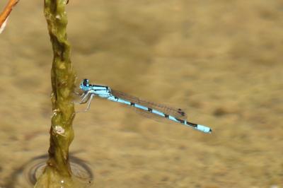 Agrion porte-coupe