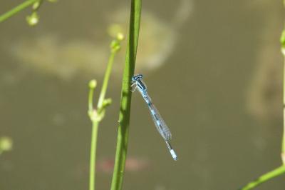 Agrion mignon 