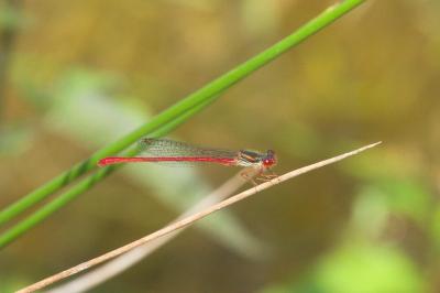 Agrion délicat