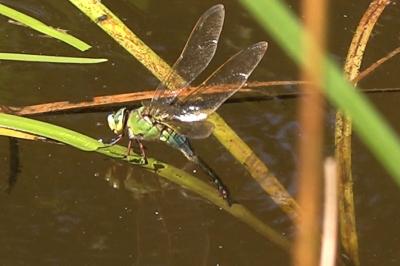 Anax empereur 