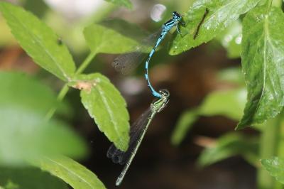 Agrion de Mercure