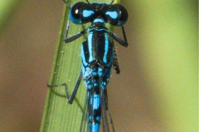 Agrion jouvencelle