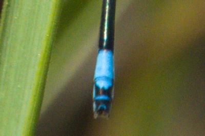 Agrion jouvencelle