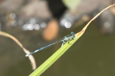 Agrion à larges pattes