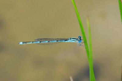 Agrion de Vander Linden