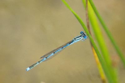 Agrion de Vander Linden