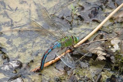 Anax empereur 