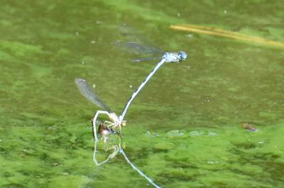 Agrion de Vander Linden