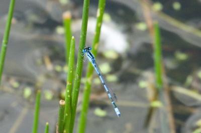Agrion porte-coupe